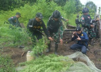 Tim Gabungan Temukan Ladang Ganja saat Patroli di Kawasan Hutan Boven Digoel