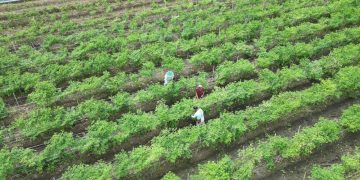 Sejumlah Daerah di Papua Mulai Panen Cabai